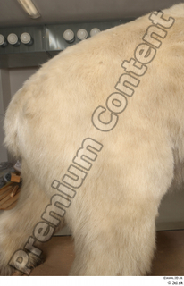 Polar bear leg 0006.jpg